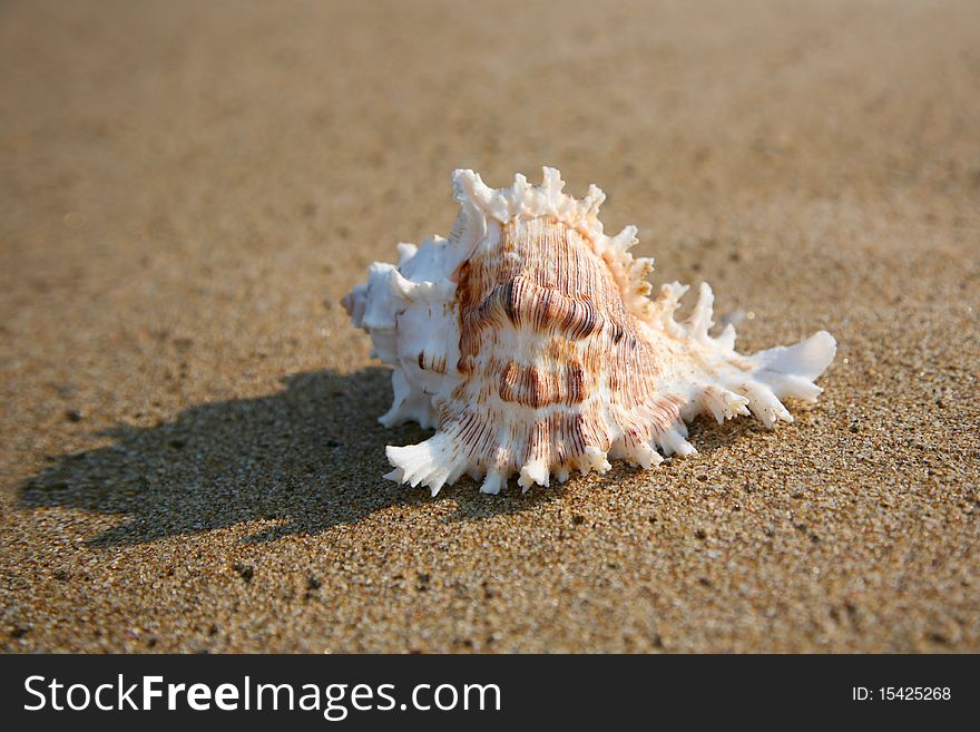 Single cockleshell on a sand