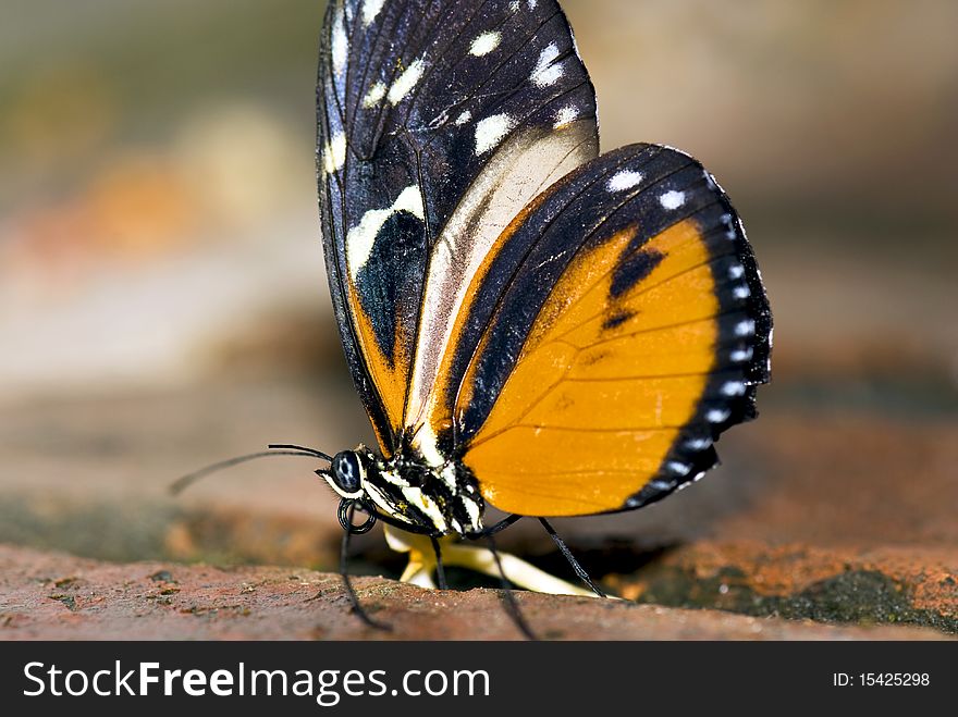 Close-up of a black and orange coloured butterfly