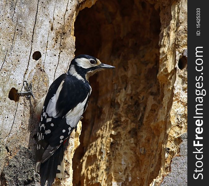 Great spotted woodpecker on a rotten, hollowed tree trunk