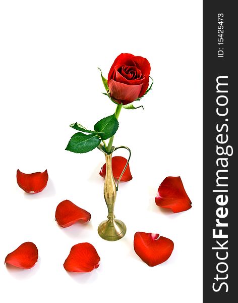 Red rose in vase against white background