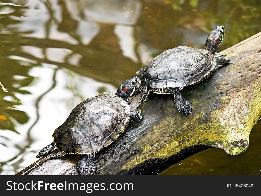 Two turtles in a row at their pond
