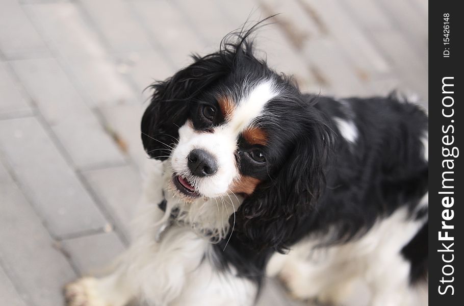 Cavalier King Charles Spaniel