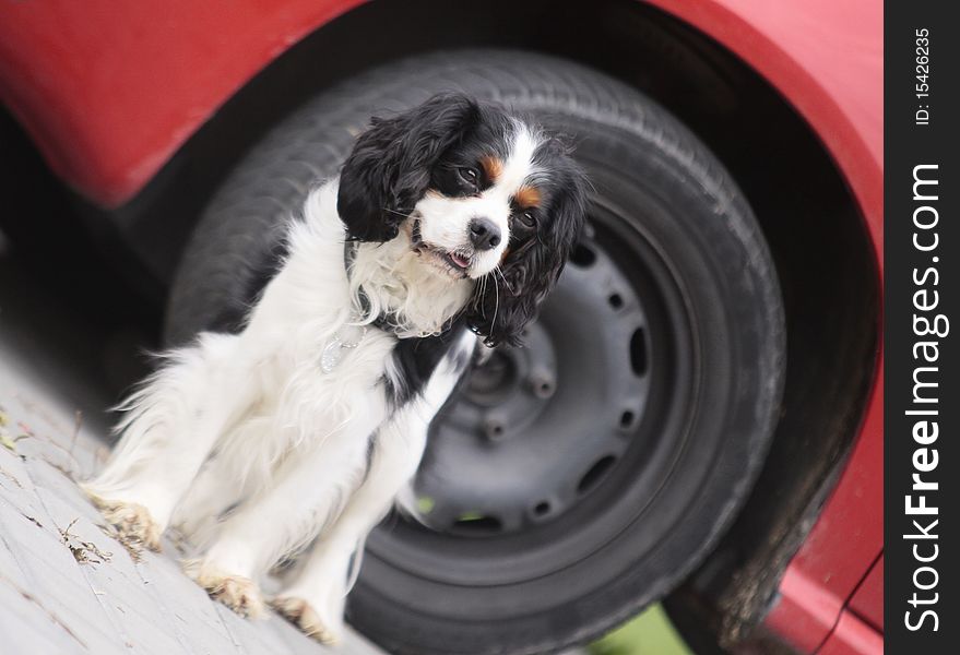 Cavalier king charles spaniel