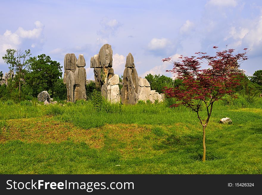 Stone Forest