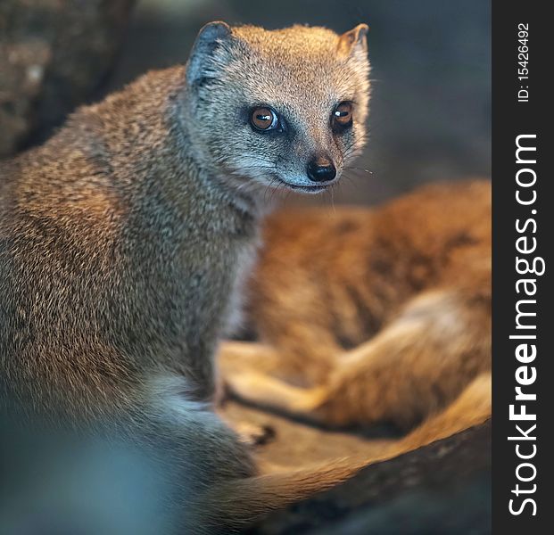 Funny and cute suricate (meerkat