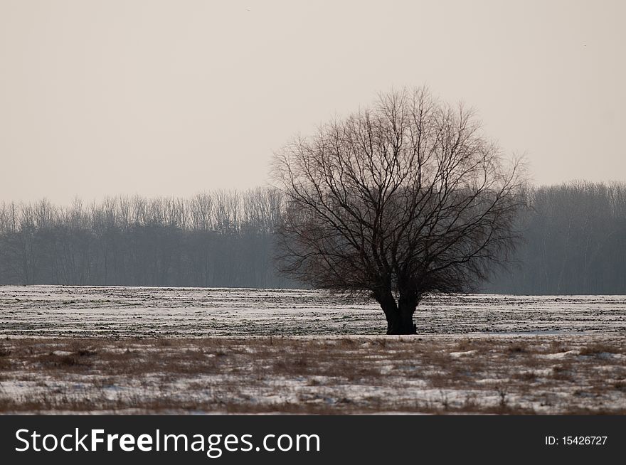 Single Tree in Winter Landscape