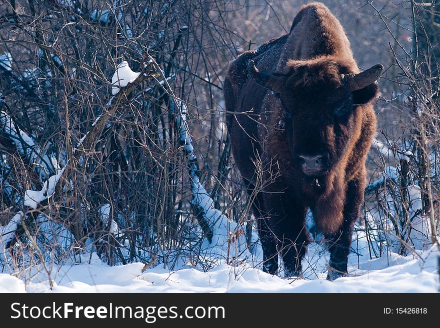 European Bison (Bison bonasus), male, looking in Winter Landscape