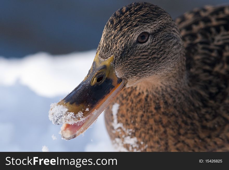 Mallard Duck Female Portrait In Winter