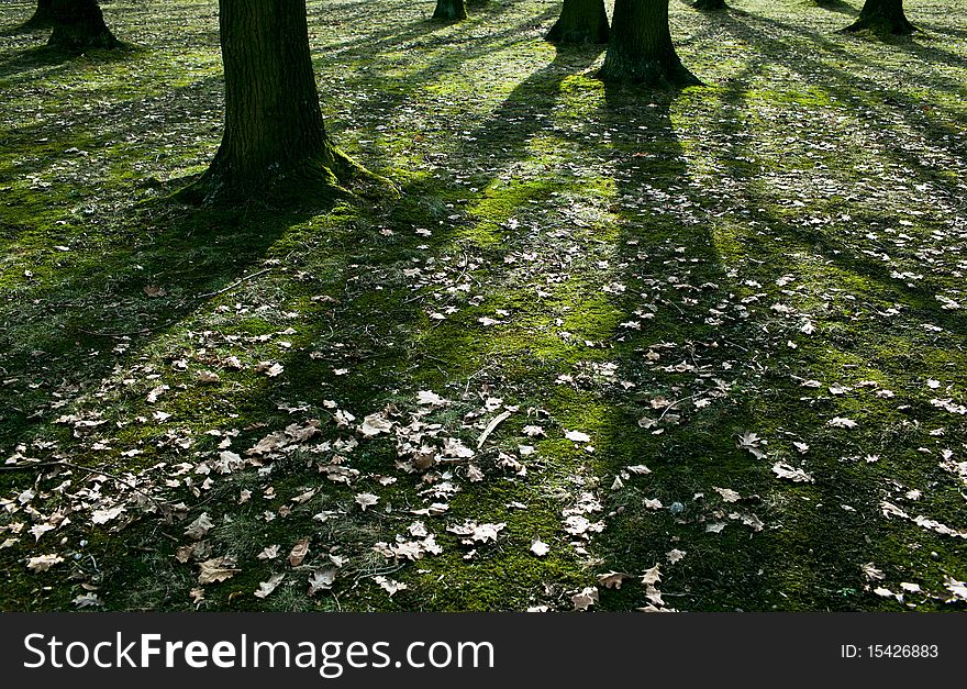 Low early spring setting sun in a forest casting long shadows. Low early spring setting sun in a forest casting long shadows