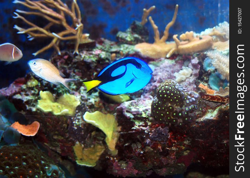 Blue tang and marine life