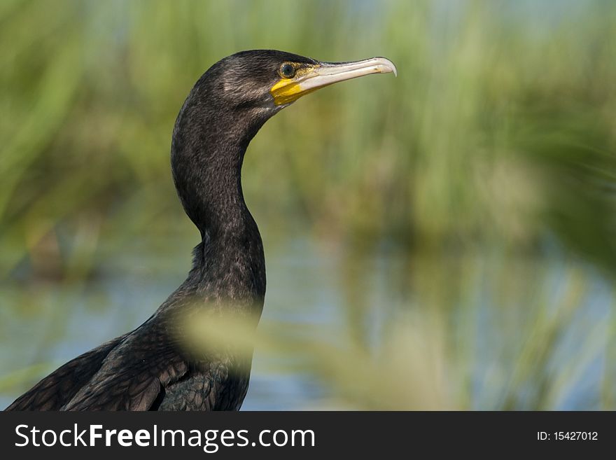 Great Cormorant Portrait