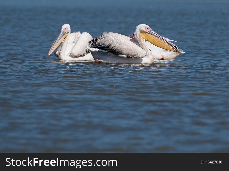 Great White Pelicans on water, in Danube Delta. Great White Pelicans on water, in Danube Delta