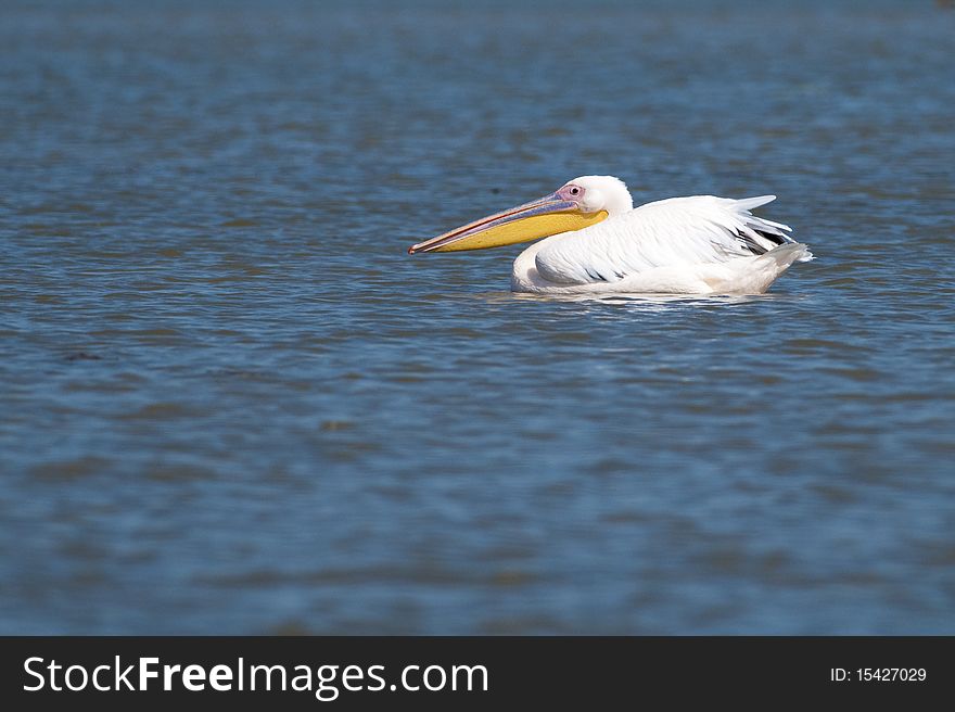 Great White Pelican on Water in Danube Delta