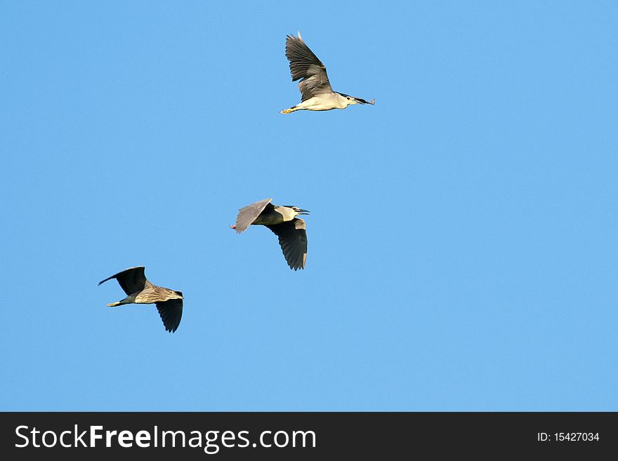 Black Crowned Night Heron Family in flight