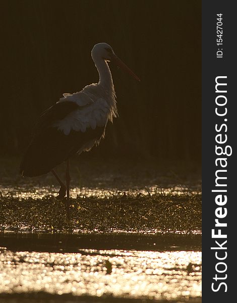 White Stork (Ciconia ciconia) in Sunset Light. White Stork (Ciconia ciconia) in Sunset Light