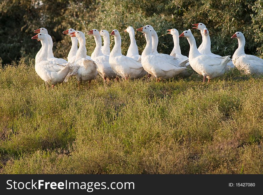White Domestic Geese