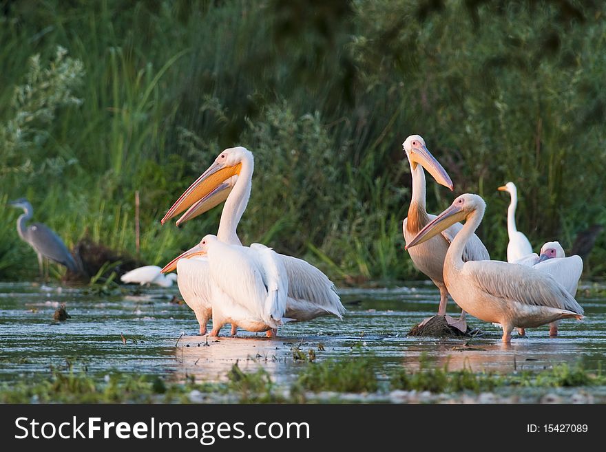 Great White Pelicans Flock in Shallow Water