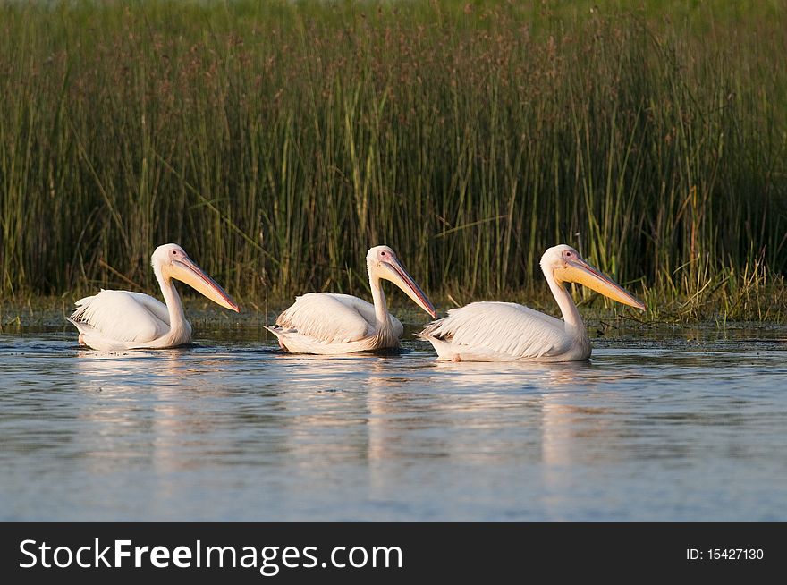 Three great White Pelicans (Pelecanus onocrotalus) on Water. Three great White Pelicans (Pelecanus onocrotalus) on Water