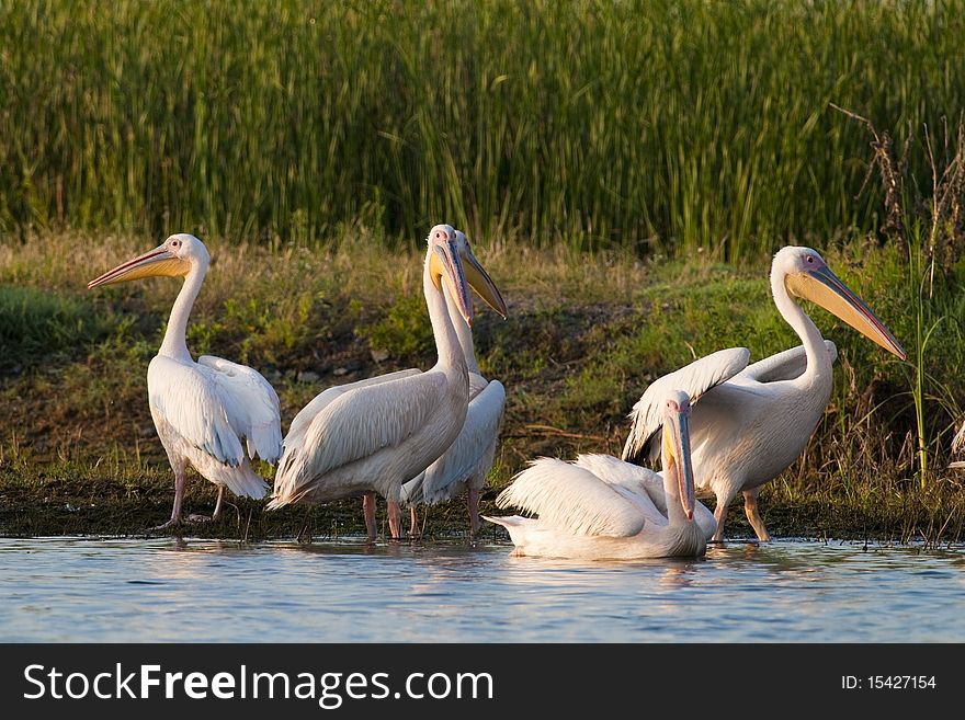 White Pelicans on Shore near Wtaer