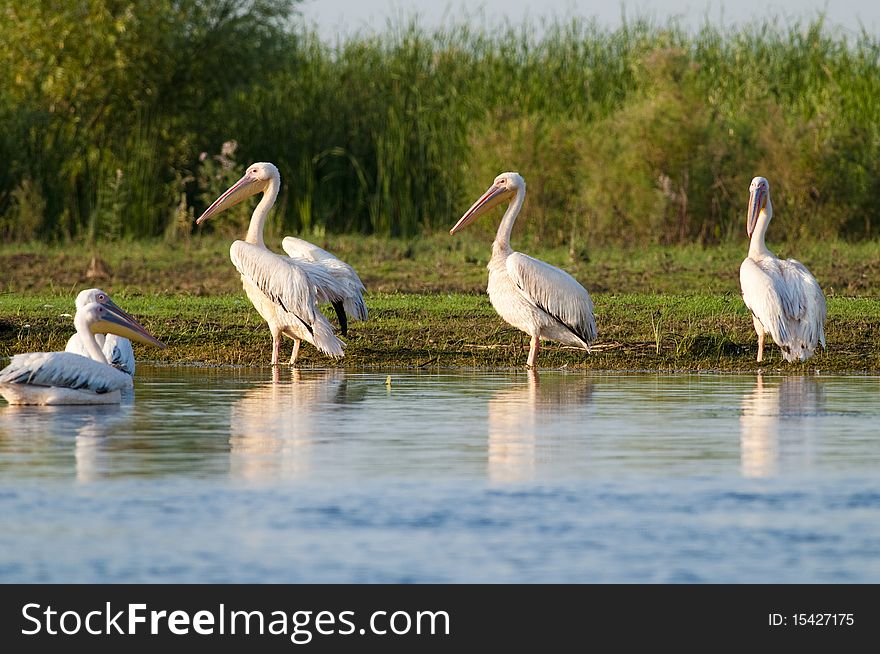 White Pelicans on Shore near water