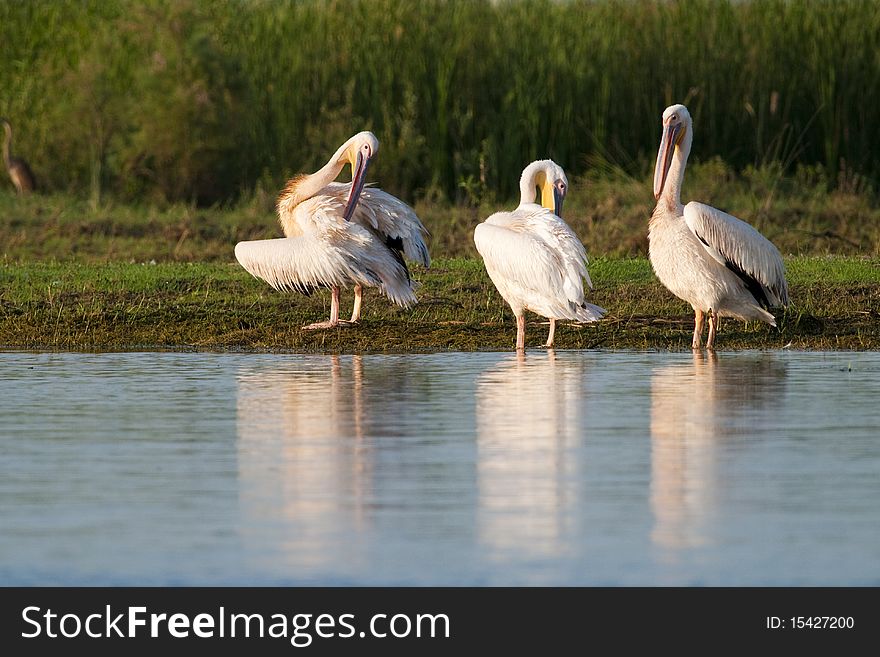 White Pelicans preening on shore