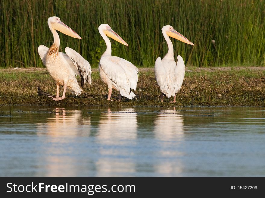 White Pelicans looking on shore