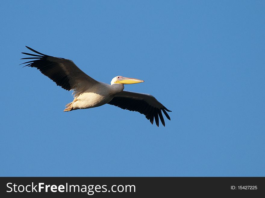 White Pelican (Pelecanus onocrotalus) in Flight. White Pelican (Pelecanus onocrotalus) in Flight