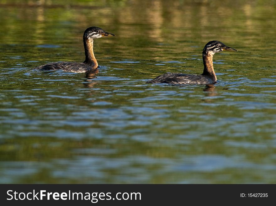 Red Necked Grebe, chicks