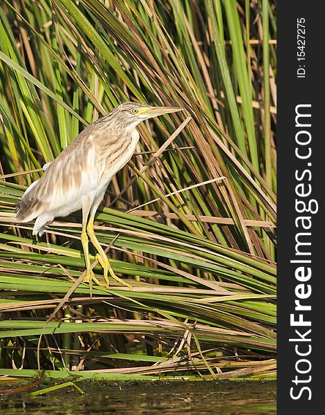 Silky Heron on reed in Danube Delta