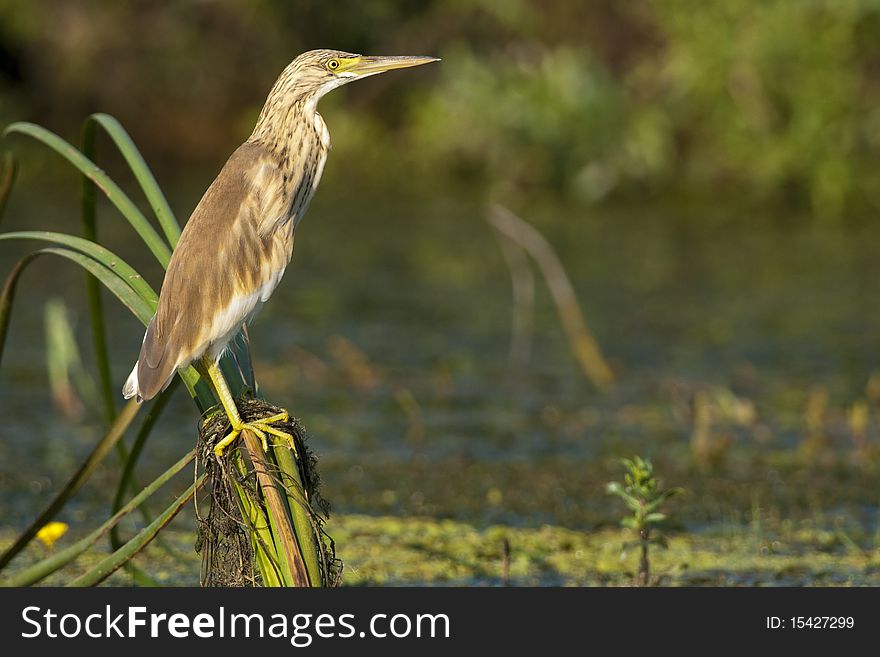 Silky Heron on reed