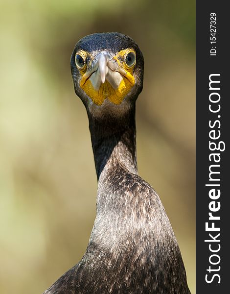 Great Cormorant (Phalacrocorax carbo) Portrait. Great Cormorant (Phalacrocorax carbo) Portrait
