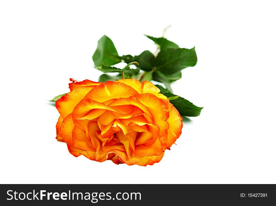 Beautiful Yellow-red Rose