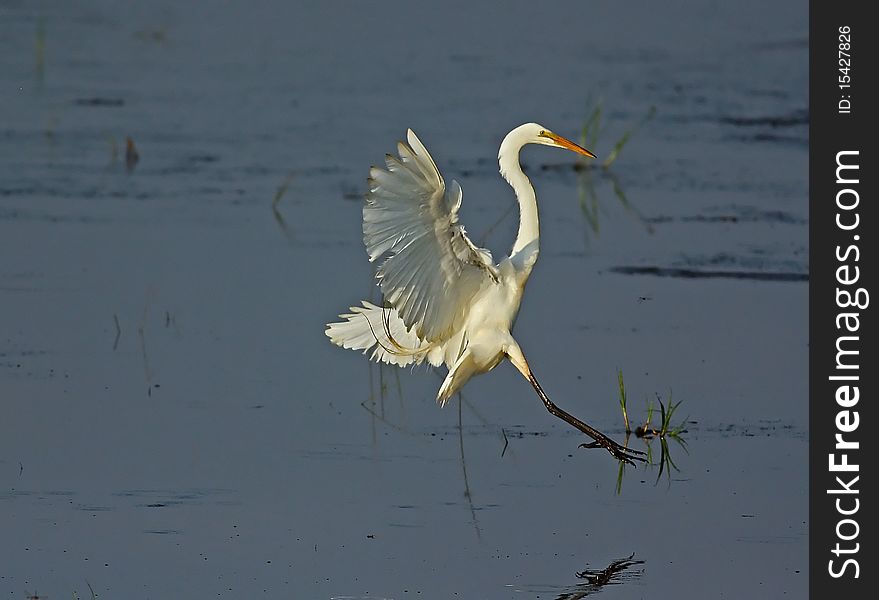 Great Egret landing in water