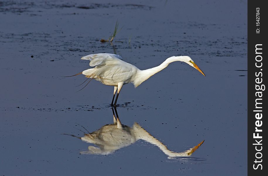 Great Egret in pond
