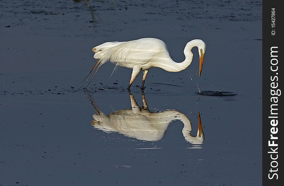 Great Egret in water looking for fish. Great Egret in water looking for fish