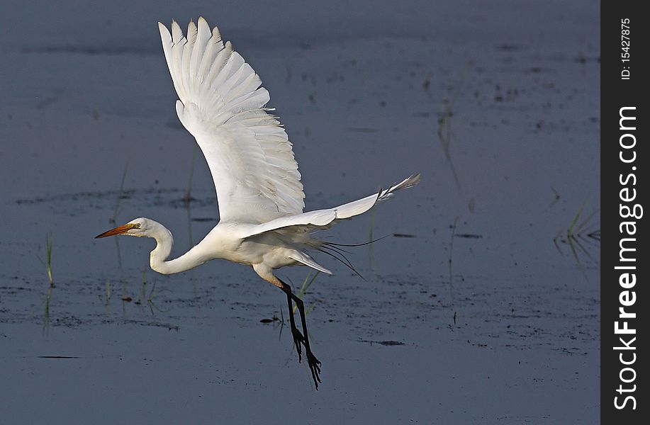 Great Egret is taking off. Great Egret is taking off