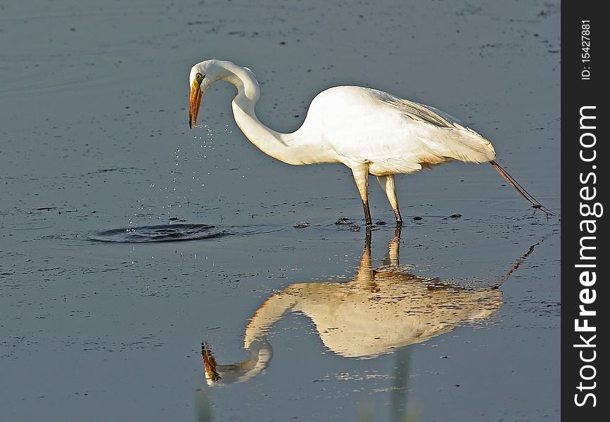 Great Egret Standing In Water