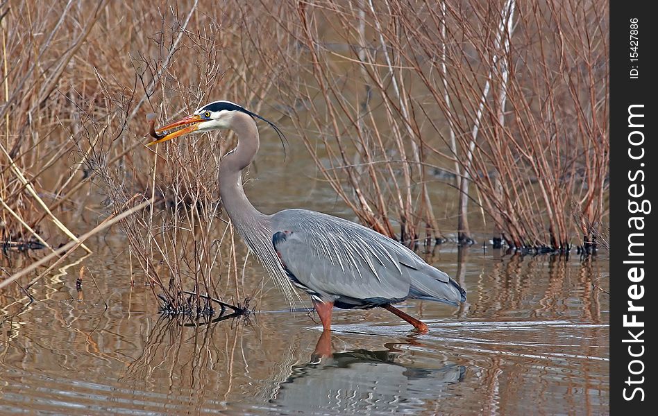 Great Blue Heron With Fish