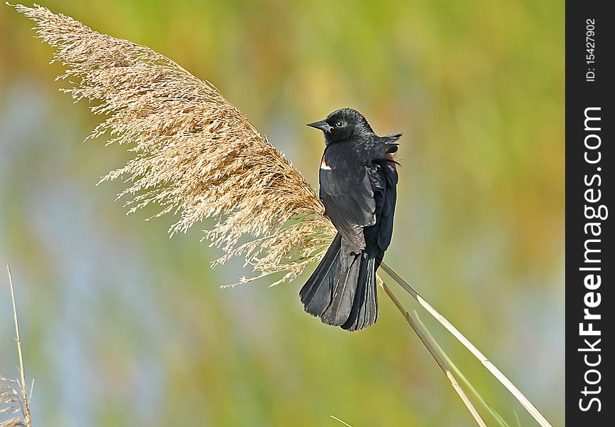 Red-winged Black Bird sitting on thin dried grass