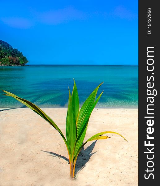 Small plant on the sand and sea background. Small plant on the sand and sea background