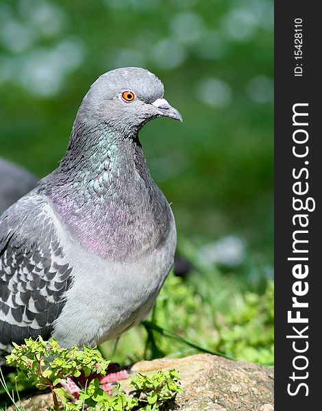 Rock pigeon posing on pavement