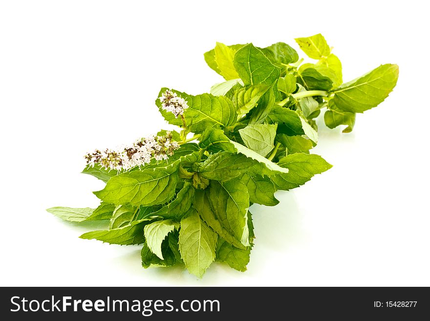 Bunch fresh mint isolated on white background