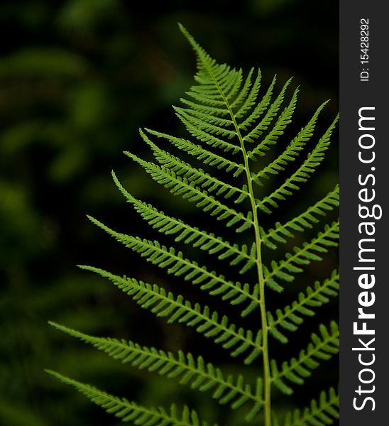 Leaf of a fern on a dark background close up. Leaf of a fern on a dark background close up
