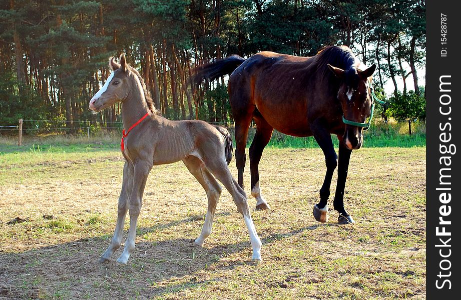 Bay mare standing next to her little foal. Bay mare standing next to her little foal.