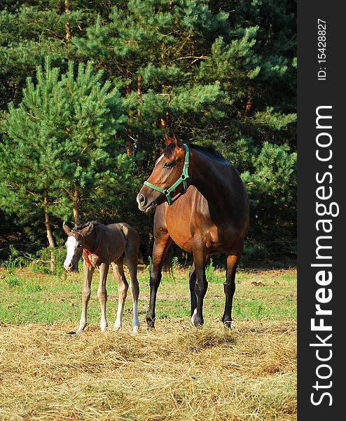 Bay mare standing next to her little foal. Bay mare standing next to her little foal.