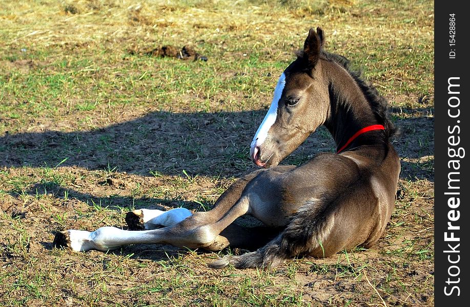 Newborn foal lying on a paddock few hours after her birth. Newborn foal lying on a paddock few hours after her birth.