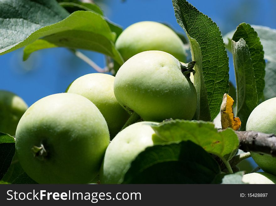 Close-up of green apples on a branch