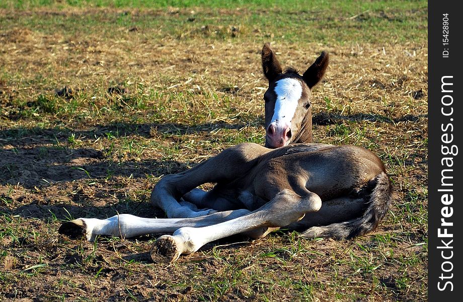 Newborn foal lying on a paddock few hours after her birth. Newborn foal lying on a paddock few hours after her birth.