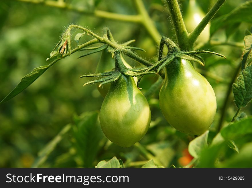 A green tomatos in a garden