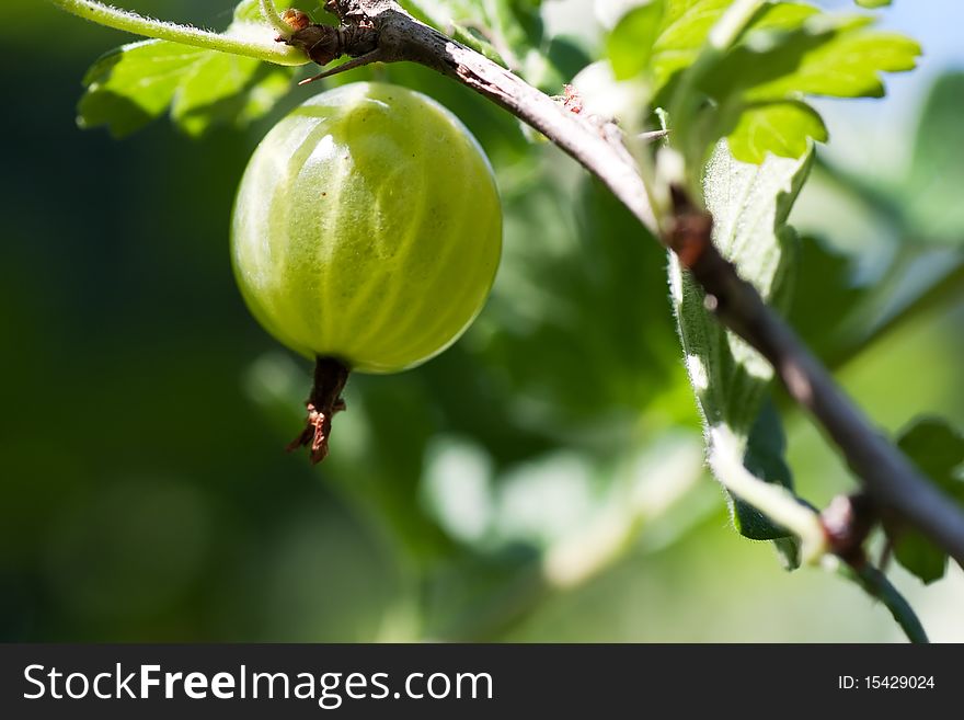 Gooseberry on the branch ripening in the summer sun